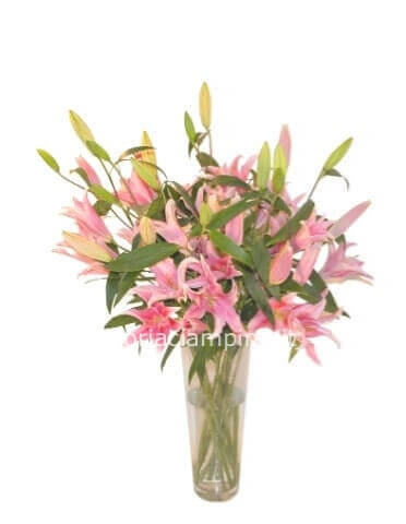 Mazzo di 5 lilium colore rosa.