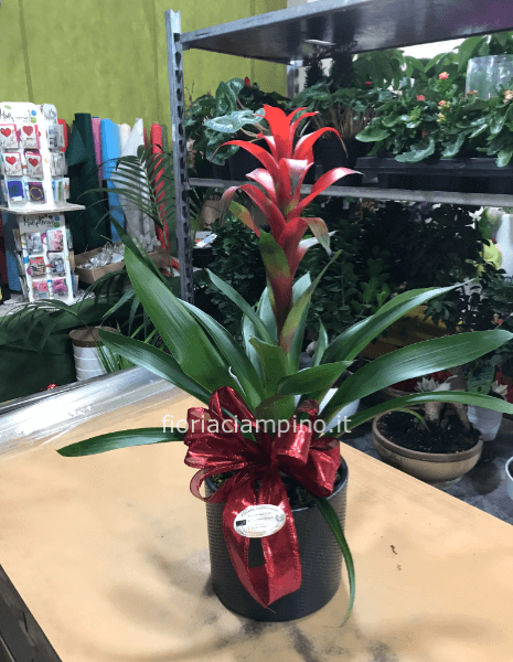 Pianta di guzmania. Il prezzo è senza vaso.