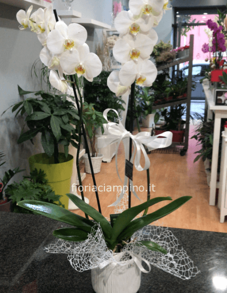 Pianta di phaleonopsis bianca a due rami