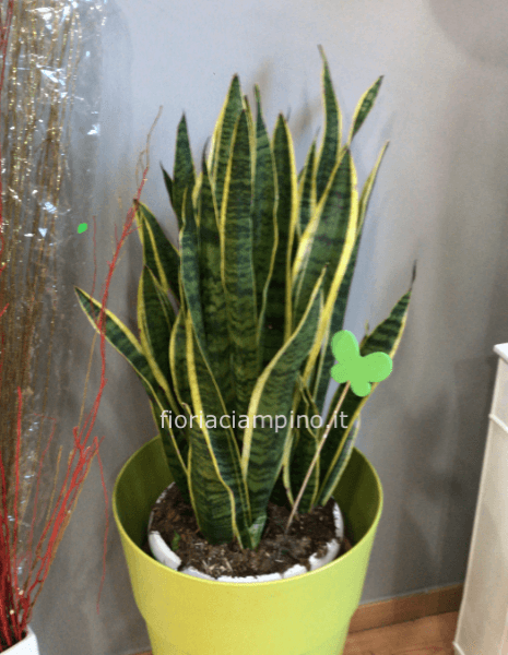 Pianta di sansevieria