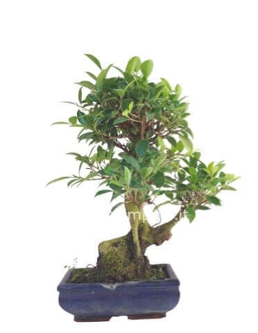 Bonsai di ginseng