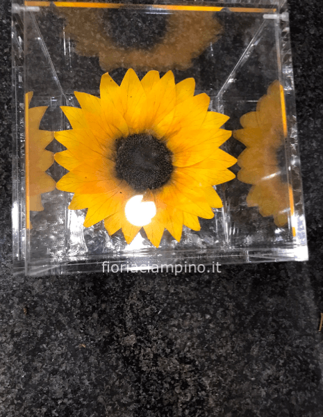 Flowercube girasole 10*10