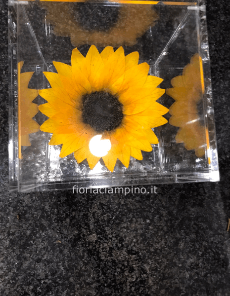 Flowercube girasole 12*12
