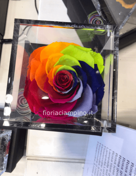 Flowercube rosa rainbow 10*10