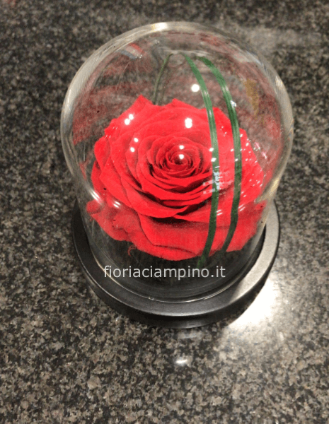 Flowercube rosa incantata h14