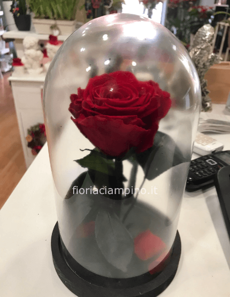 Flowercube rosa incantata h23