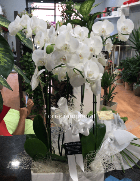 Coppia di phalenopsis con coprivaso ceramica