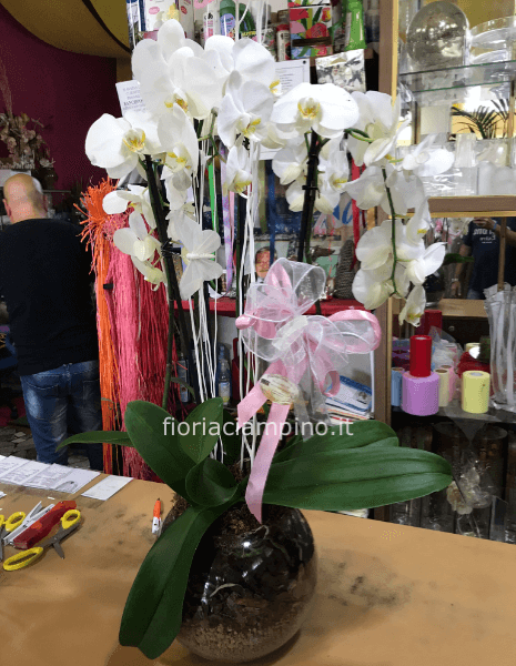 2 Phalenopsis in boule di vetro