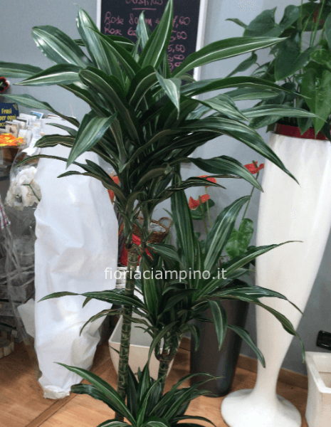 Dracaena