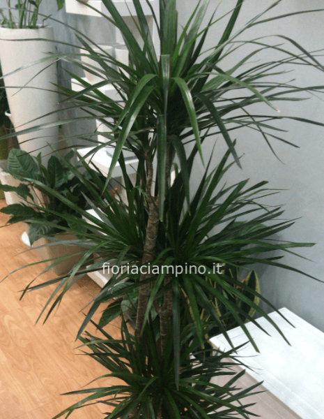 Dracaena marginata