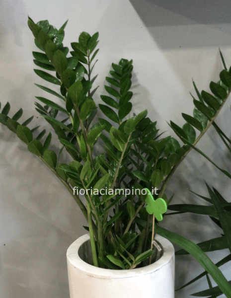 Zamia