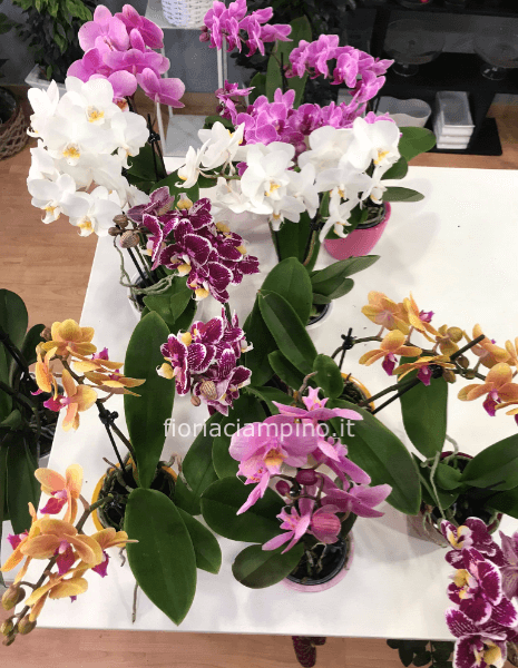 Mini phalenopsis con coprivaso