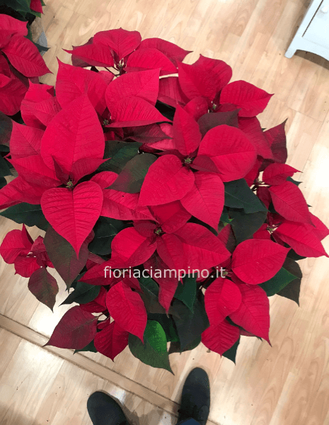 STELLA DI NATALE GRANDE