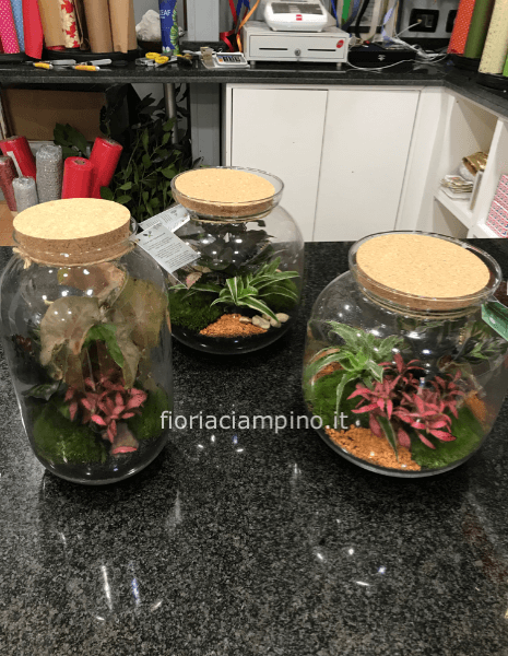 Terrarium grande