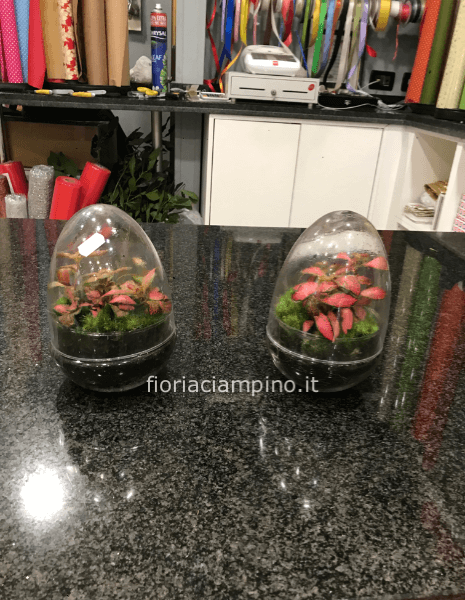 Terrarium  piccolo