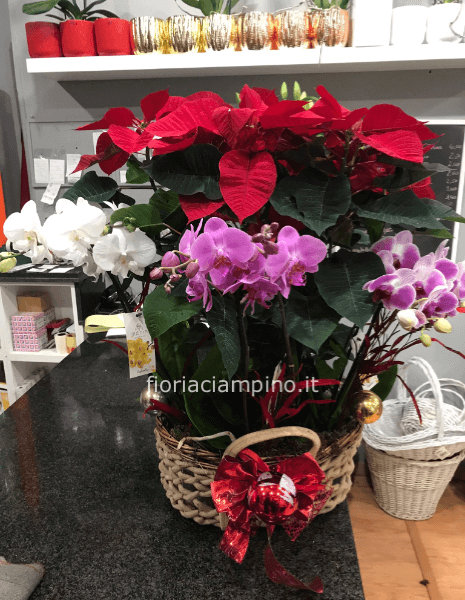 Composizione piante su cesto