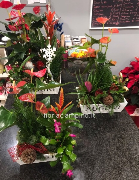 Composizione di piante miste